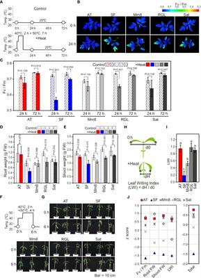 The ability to induce heat shock transcription factor-regulated genes in response to lethal heat stress is associated with thermotolerance in tomato cultivars
